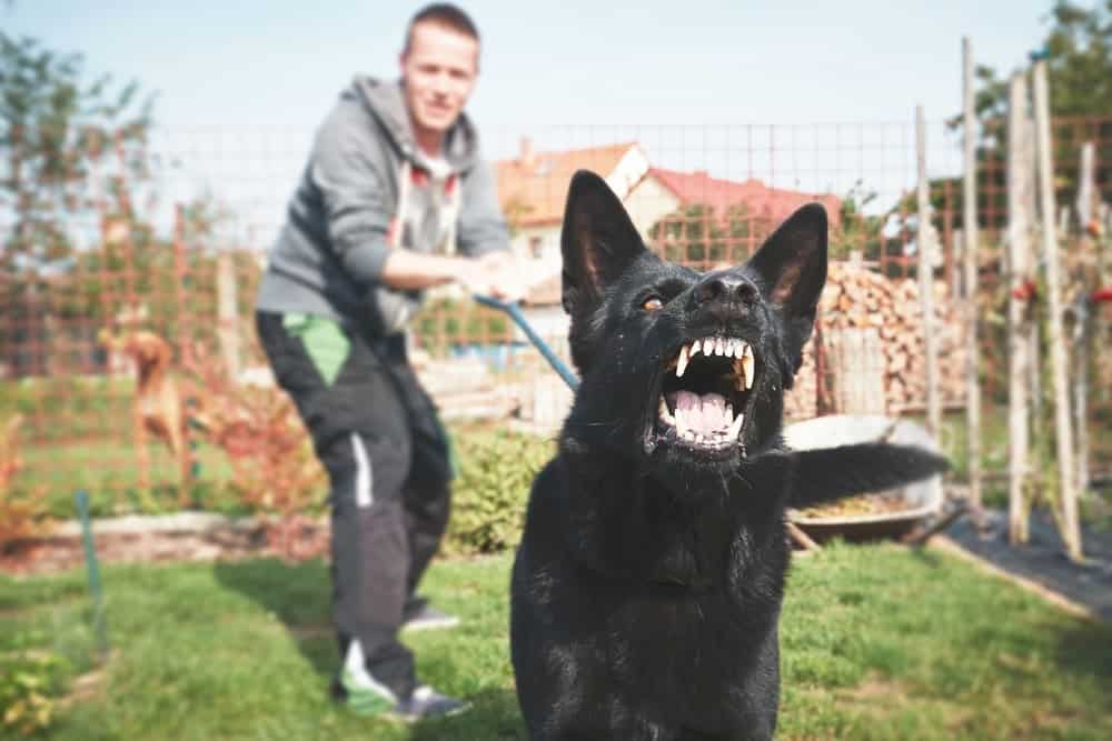 Financial Compensation for Dog Bite Victims